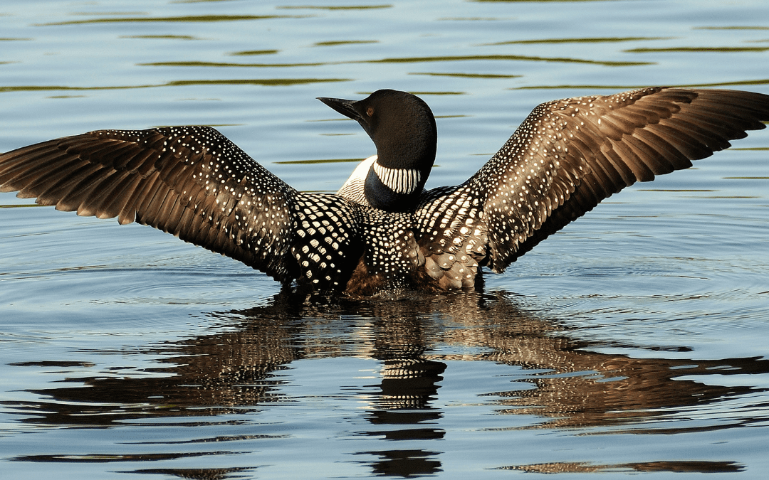 Discover the Rich Wildlife of the Haliburton Highlands with the Trillium Team